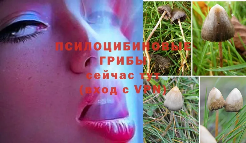 Псилоцибиновые грибы MAGIC MUSHROOMS  цены   Починок 